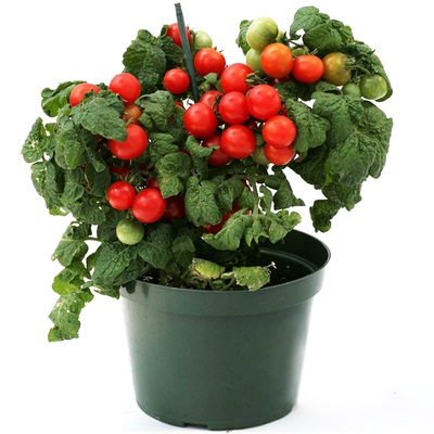 四川发货西红柿苗圣女果苗番茄苗