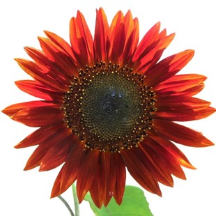 鸿运向日葵种子观赏葵花籽种春播红色向日葵多头泰迪熊向日葵切花