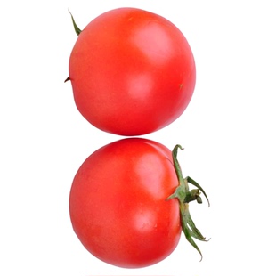 口感番茄苗秧苗老品种沙瓤番茄种苗抗病高产春秋四季蔬菜籽种大全