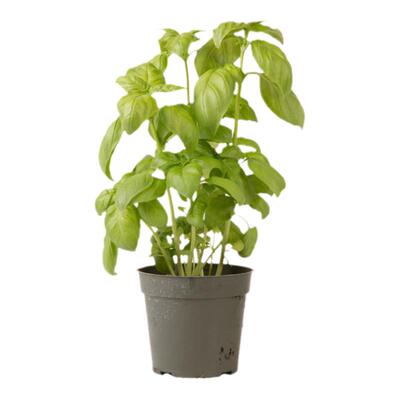 四季种多年生可食随时取薄荷罗勒