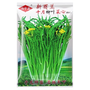 甜脆柳叶菜心种子四季甜菜心种籽子广东油青菜心蔬菜冬季青菜桂林