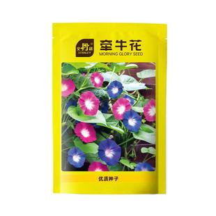 史丹利牵牛花种子喇叭花室外爬藤爬墙花卉播种盆栽开花混色花籽种