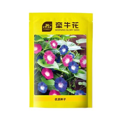 史丹利牵牛花种子四季赏花