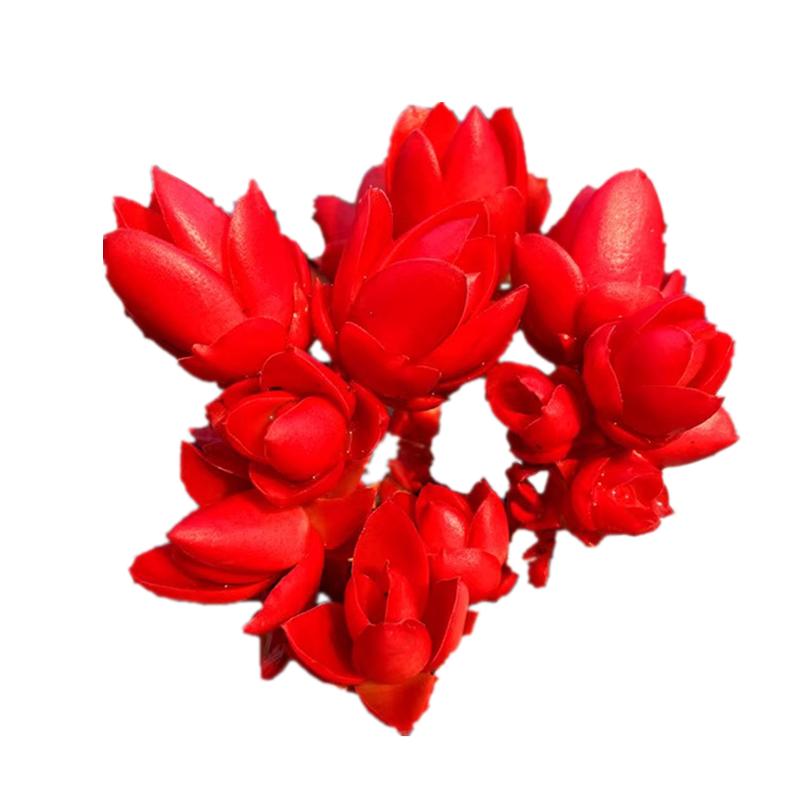 多肉植物【玫瑰火祭】红红火火大红色火炬品相好庭院窗台阳台花