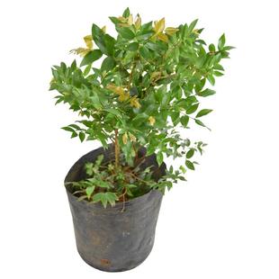 树葡萄苗果树嘉宝果苗正宗沙巴加宝果南北方四季庭院名贵种植盆栽