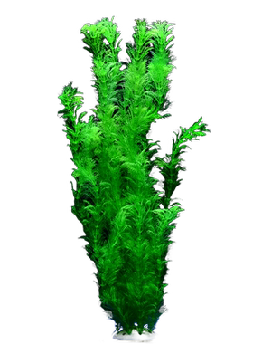 秋实宠物鱼缸造景水草植物包邮