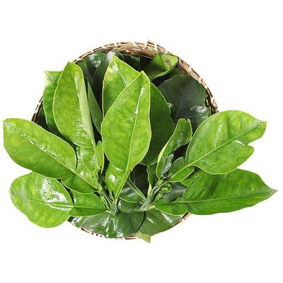 当天新鲜现摘！柚子叶带枝包邮