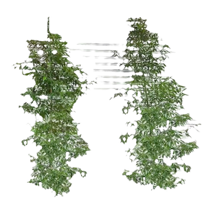 金丝楠木树苗正宗十大庭院名贵小叶桢楠木树苗盆栽南北方种植大树