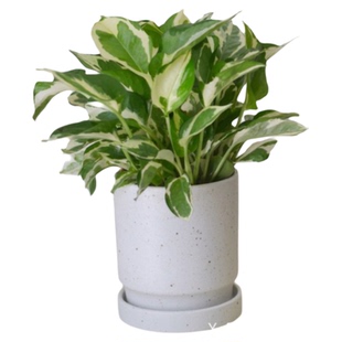 PHYSIS 花叶绿萝室内客厅观叶桌面净化空气美观好养植物盆栽