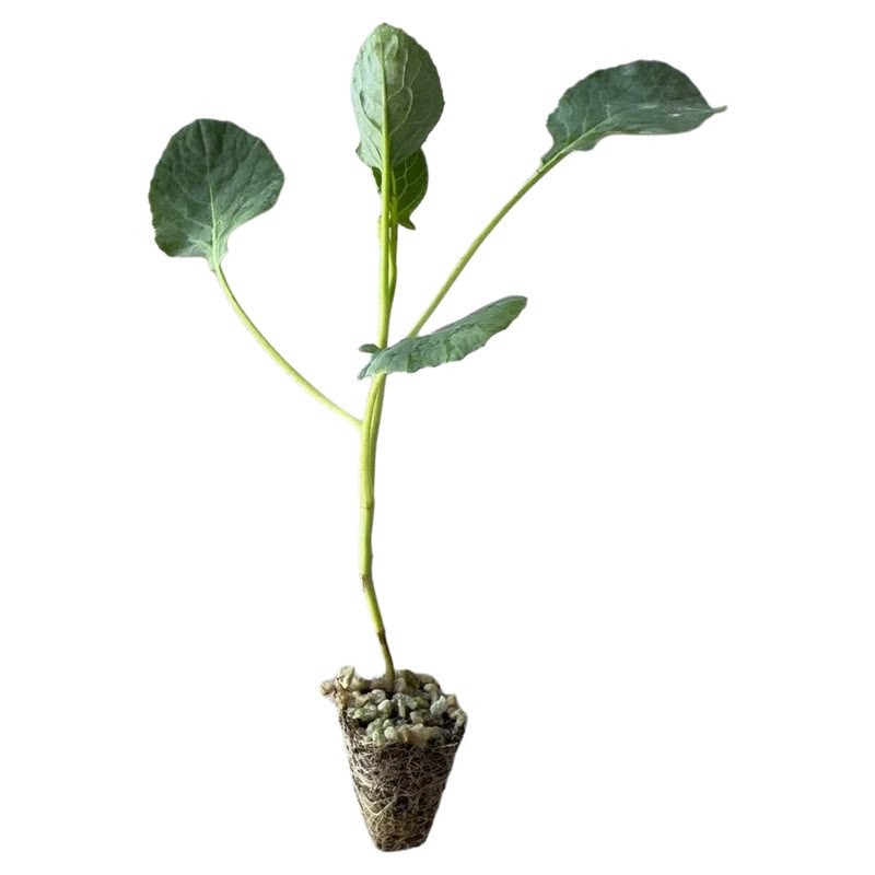 甜杆西兰苔苗秧苗早熟西蓝花西洋芥兰种籽芥蓝菜苔耐寒秋冬季菜苗