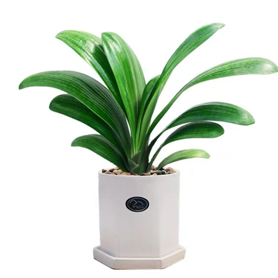 君子兰盆栽老苗四季好养名贵花卉绿植物室内阳台圆头和尚批发小苗