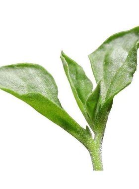 冰菜种子新鲜冰晶菜南方蔬菜四季长寿菜营养高钙冻不死沙拉菜