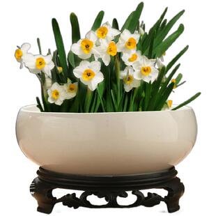 创意铜钱草绿萝水培花瓶陶瓷水仙花盆容器家用室内插花器水培器皿