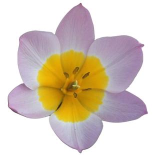 现货进口原生郁金香种球梦幻小公主丁香奇迹球根可盆地栽耐寒虹越