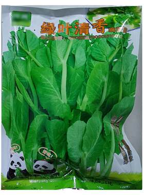 四川油麦菜肥嫩大无须豌豆尖苗种