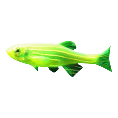 斑马鱼大号饲养容易颜色多