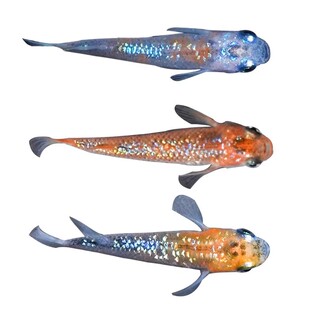 观背青鳉鱼淡水观赏鱼不换水冷水魔法鱼不打氧小型锦鲤迷你小鱼