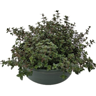 柠檬百里香盆栽食用香草糕点西餐香料植物迷迭香阳台驱蚊家庭园艺