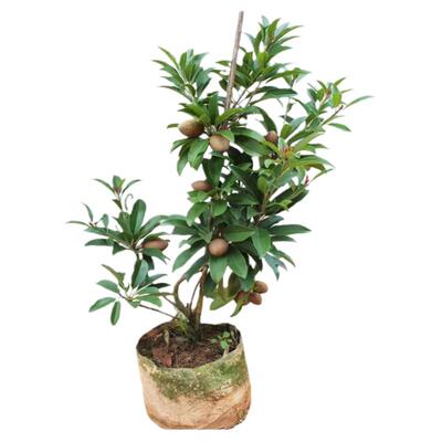 人心果树苗四季人参果当年结果南北方种盆栽庭院软枝人心果带土球