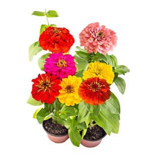 百日草步步登高花种子四季播种庭院易活盆栽植物花卉百日菊花种籽