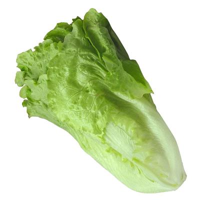 意大利生菜种子玻璃生菜结球奶油