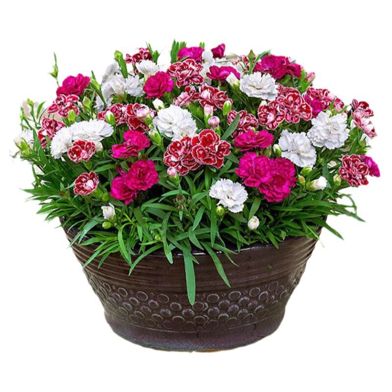 五彩石竹花种子四季开花易种活室内盆栽多年生花卉室外庭院花种籽