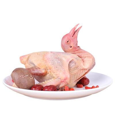 【顺丰次日达】5年老鸽新鲜现杀