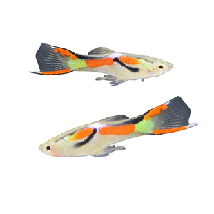 安德拉斯双剑尾孔雀鱼凤尾鱼热带鱼淡水观赏鱼小型鱼胎生鱼活体鱼