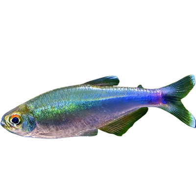 活体观赏鱼灯科鱼刚果蓝灯红绿灯宝莲灯斑马鱼新手群游鱼淡水小鱼