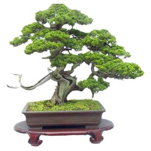 办公室苔藓种籽 孢子苔藓孢子培植礼物小盆栽水培花盆diy袍子粉