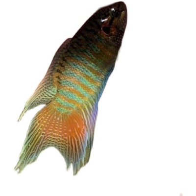 中国斗鱼活体蓝型越黑淡水观赏鱼