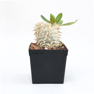 【朴原】象牙玉 Pachypodium eburneum 盆栽绿植阳台景观块根多肉
