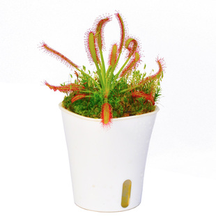 好望角茅膏菜白红宽叶小虫草堂食虫植物盆栽食虫草室内捕蝇草大型