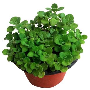 碰碰香盆栽绿植多肉组合盆栽带盆土 一触即香驱蚊虫 一抹香包邮