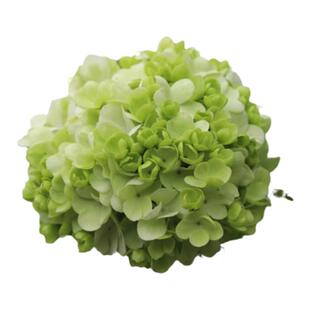 圆锥绣球花苗大花类木本绣球庭院阳台耐晒耐寒香草草莓石灰灯白玉