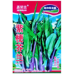 紫梗芥兰种子红脚芥蓝种籽红菜苔红菜心种子农家菜园阳台盆栽蔬菜