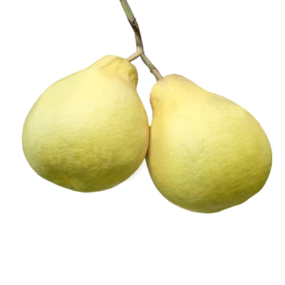 江永香柚柚子老树柚子