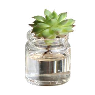 精品水培多肉植物大颗组合套餐绿植花卉盆栽室内桌面摆件净化空气