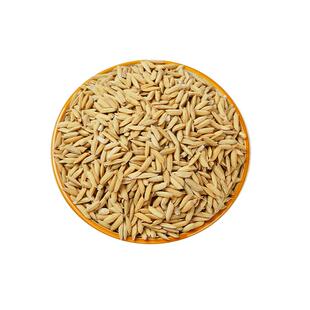 稻谷带壳水稻 5斤农家自种谷子新磨米食用带皮大米原生态杂交稻谷