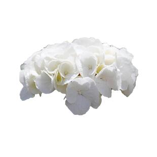 海蒂的花园 大花绣球黑金刚白色红色分枝好阳台庭院盆栽花卉植物