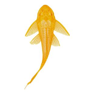 鱼缸清道夫清洁工清理藻类金苔鼠鱼活体观赏热带淡水吃屎垃圾粪便