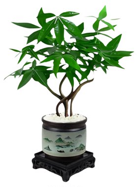 奇趣造型五福发财树盆栽室内植物茶台办公桌禅意盆景四季常青绿植