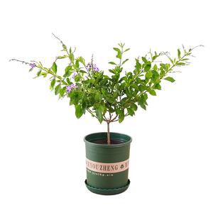 含笑花苗盆栽浓香型四季花卉植物庭院阳台当年开花四季青耐寒
