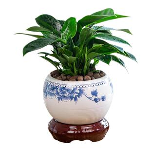 金钻盆栽植物绿公主水培绿植土培水养常青绿叶室内多四季好养花卉