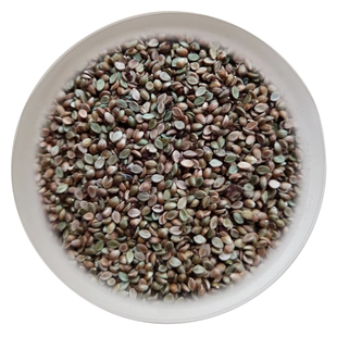 百喜草种籽宽叶雀稗宽叶草草籽边坡绿化草坪草籽耐热耐旱护坡种子