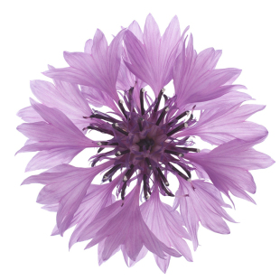 矢车菊种子100粒蓝芙蓉翠兰荔枝菊花籽可切花庭院阳台盆栽春秋播