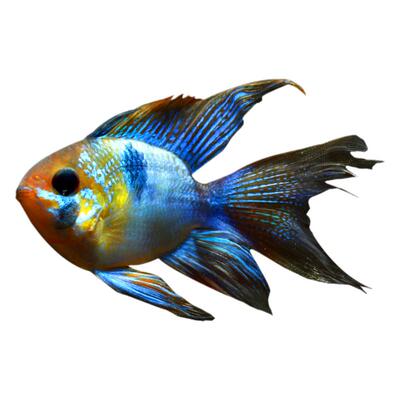 荷兰凤凰短鲷淡水活体热带观赏鱼