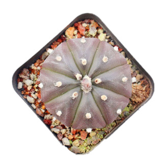 星兜多肉植物小盆栽 办公室琉璃兜实生开花仙人球 大星球一物一拍