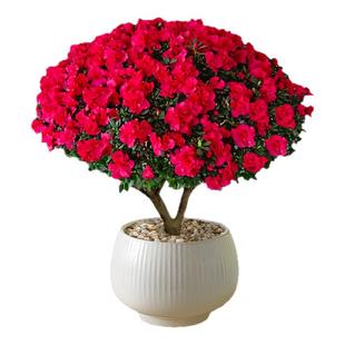 精品杜鹃花盆栽四季盆景树苗带花苞老桩进口野生西洋名贵大棵花卉