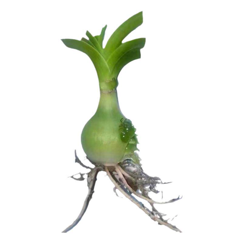 可食用药用虎眼万年青盆栽种球苗